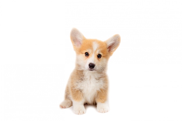 Pembrok di Welsh Corgi del cucciolo isolato