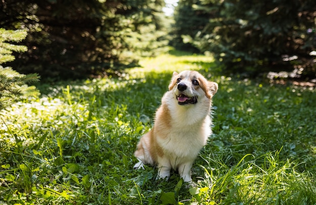 Pembroke corgi si erge su un prato verde estivo e guarda la telecamera