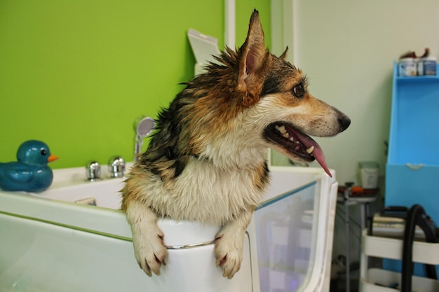 Pembroke gallese Corgi con pelliccia bagnata in piedi in un bagno dopo il bagno e il lavaggio nel salone di toelettatura