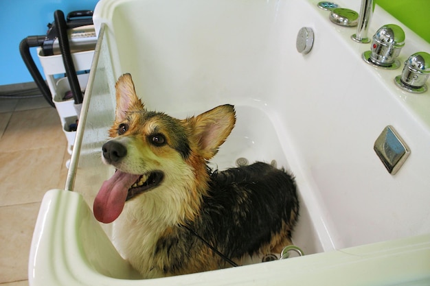 Pembroke gallese Corgi con pelliccia bagnata in piedi in un bagno dopo il bagno e il lavaggio nel salone di toelettatura