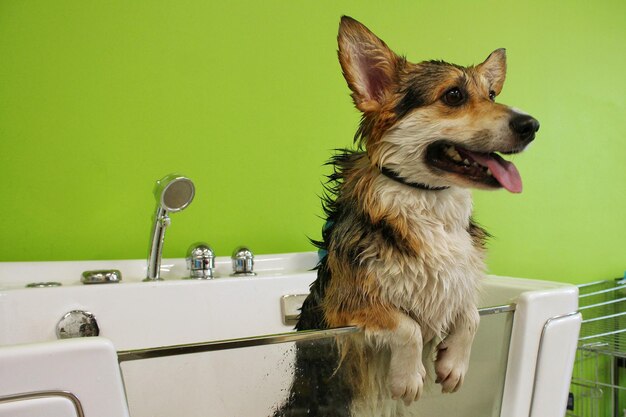 Pembroke gallese Corgi con pelliccia bagnata in piedi in un bagno dopo il bagno e il lavaggio nel salone di toelettatura