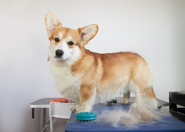 Pembroke Welsh Corgi al salone di toelettatura sul tavolo.