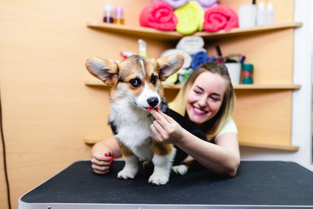 Pembroke Welsh Corgi al salone di toelettatura.