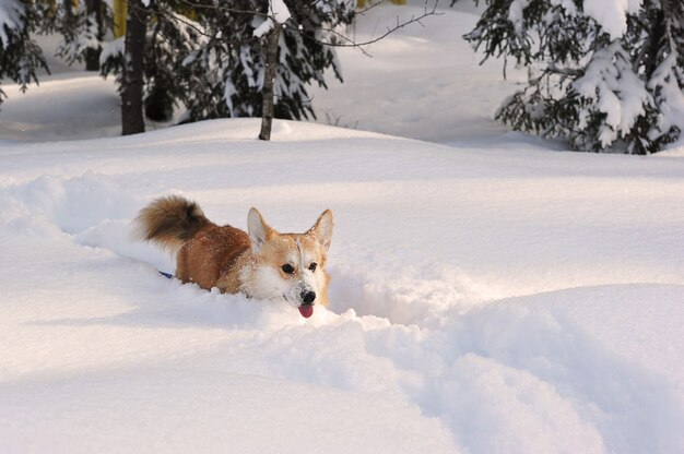 Pembroke welsh corgi cane nella neve