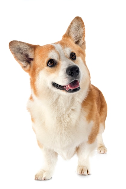 Pembroke Welsh Corgi davanti a uno sfondo bianco