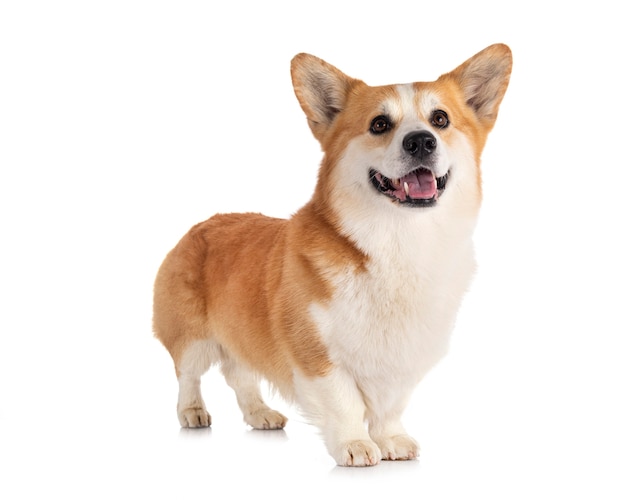 Pembroke Welsh Corgi su uno sfondo bianco