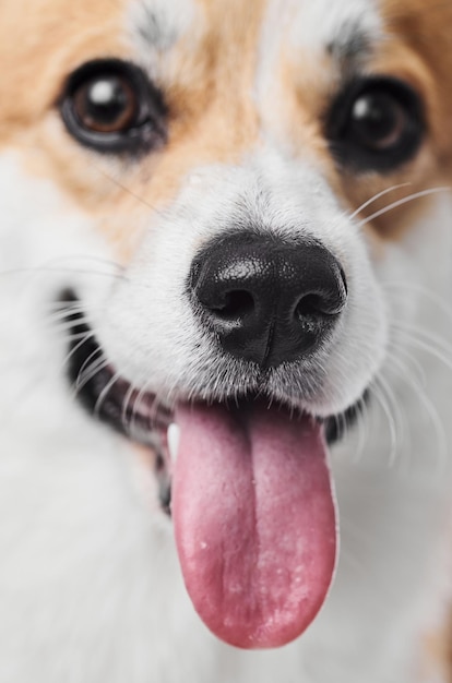 Pembroke Welsh Corgi sullo sfondo dello studio ritratto di un cane sorridente che mostra la lingua