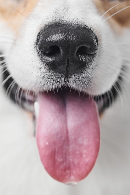 Pembroke Welsh Corgi sullo sfondo dello studio ritratto ravvicinato di un cane sorridente che mostra la lingua