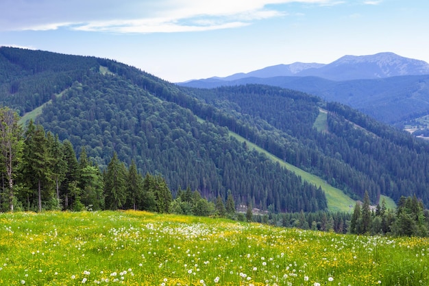 Pendio di montagna dei Carpazi con boschi di abeti e prato con fiori di dente di leone Stazione sciistica di Bukovel