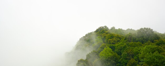 Pendio di montagna della foresta dell&#39;Asia in nuvola di menzogne ​​bassa