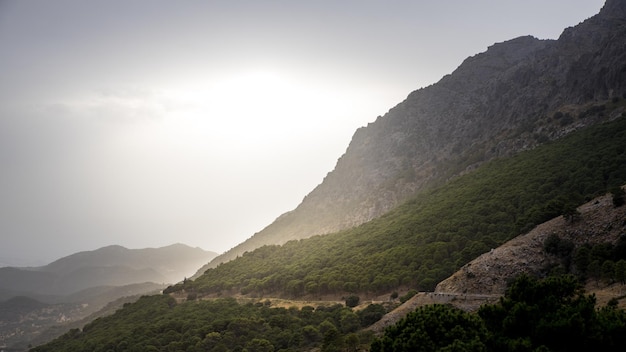 Pendio di una montagna con alberi di pino e nebbia al tramonto