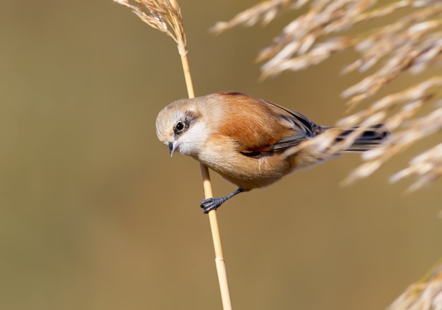 pendolo euroasiatico tit