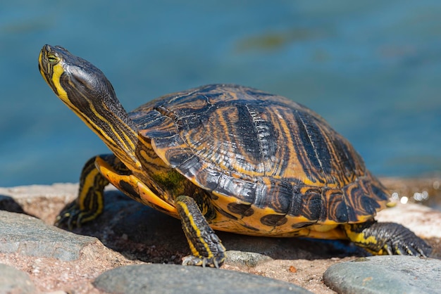 Penisola cooter Pseudemys peninsularis Malaga Spagna