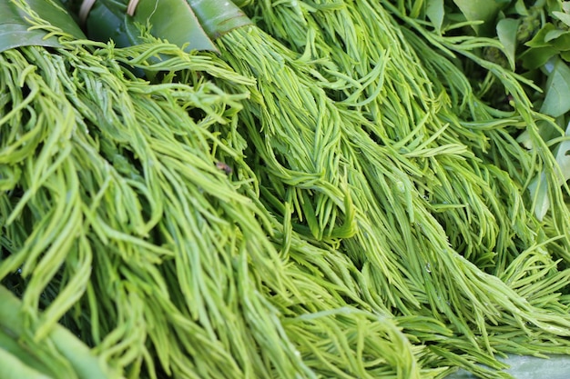 Pennata di acacia al mercato