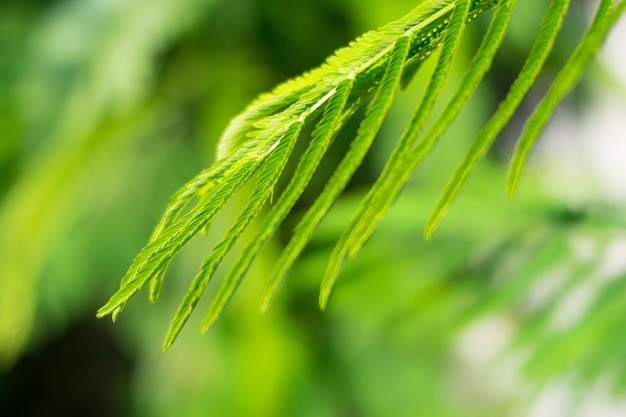 pennata foglie verdi