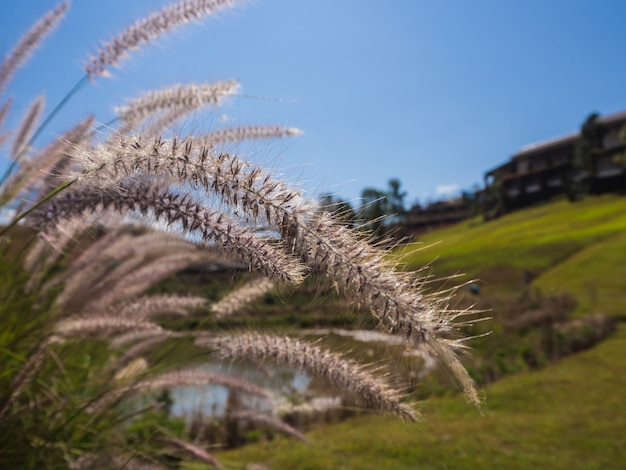 Pennisetum del primo piano e sfocatura dello sfondo