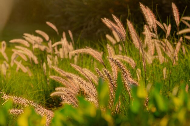 Pennisetum setaceum belle spighette tra l'erba verde