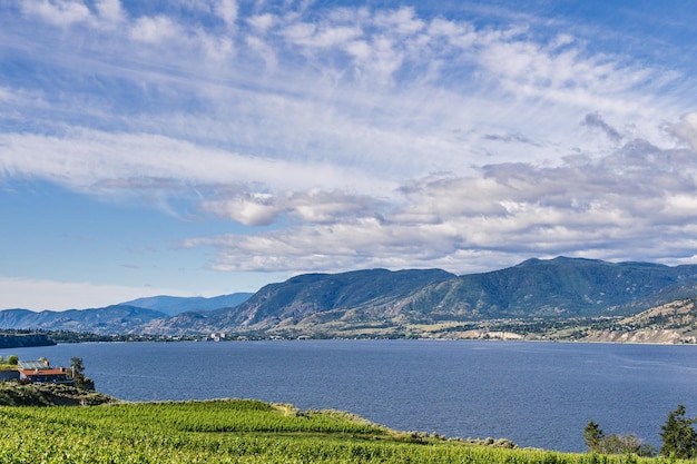 PENTICTON CANADA 04 LUGLIO 2020 Filari d'uva conducono al paesaggio estivo del lago