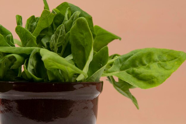 Pentola con foglie di spinaci crudi isolate