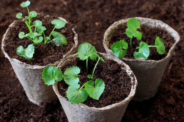 Pentole biodegradabili con piantine Il concetto di coltivare frutta e verdura ecocompatibili da parte degli agricoltori e in casa