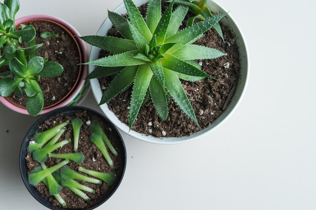 Pentole con diverse specie di piante succulente Spazio di copia Vista dall'alto