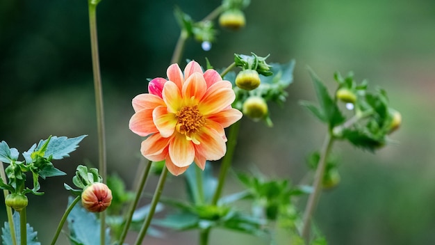 Peonia arancione in giardino su uno sfondo sfocato