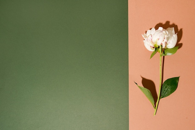 Peonia bianca chiara sulla scena verde e marrone. copia spazio