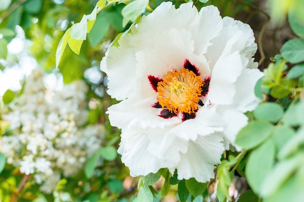 Peonia bianca in fiore. Bellissimi grandi fiori primaverili sbocciano sul cespuglio. Peonia arborea Paeonia suffruticosa in giardino. giardinaggio florovivaistico.