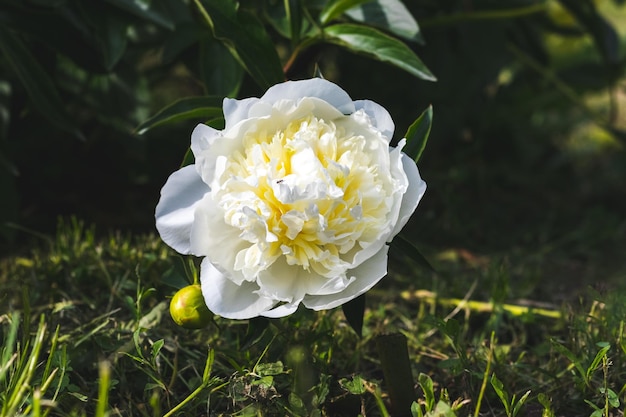 Peonia bianca in giardino su sfondo scuro