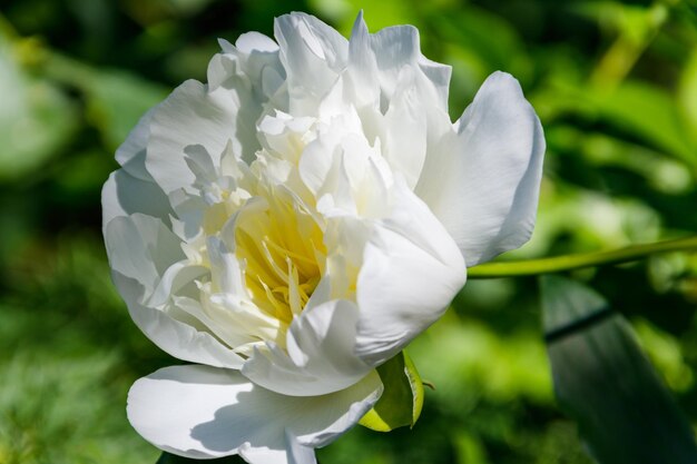 Peonia bianca in giardino