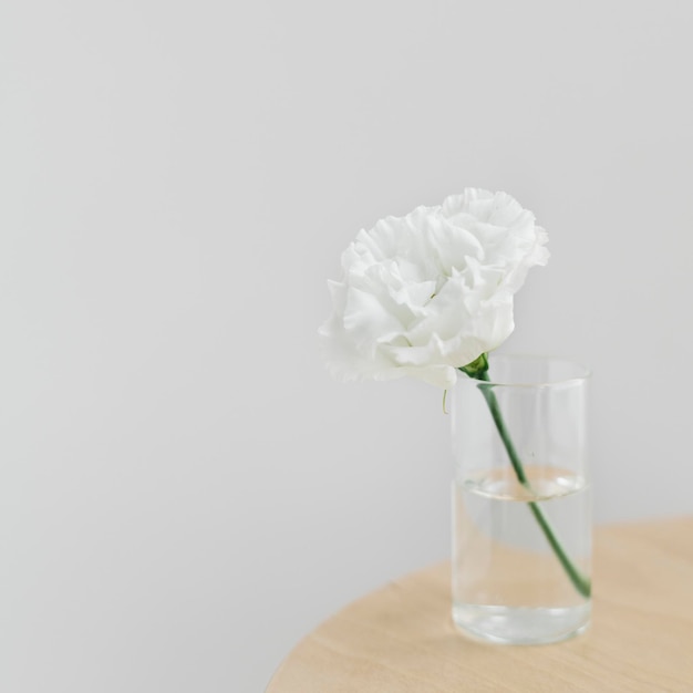 Peonia bianca in un vaso sgomberato