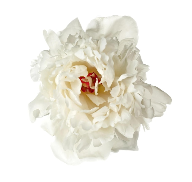 Peonia bianca isolata su bianco