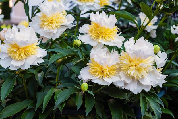 Peonia d'oro giallo miele bianco nel giardino