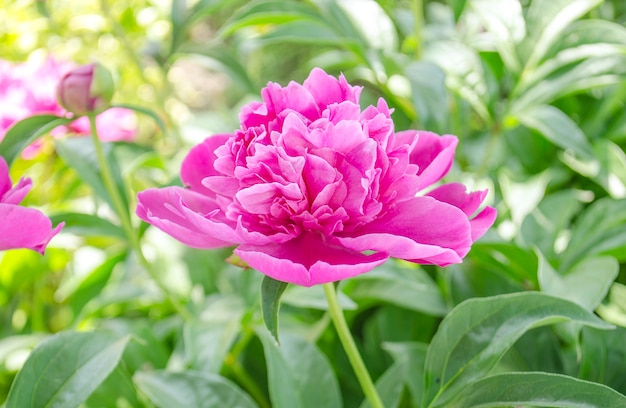 Peonia eleganza rosa