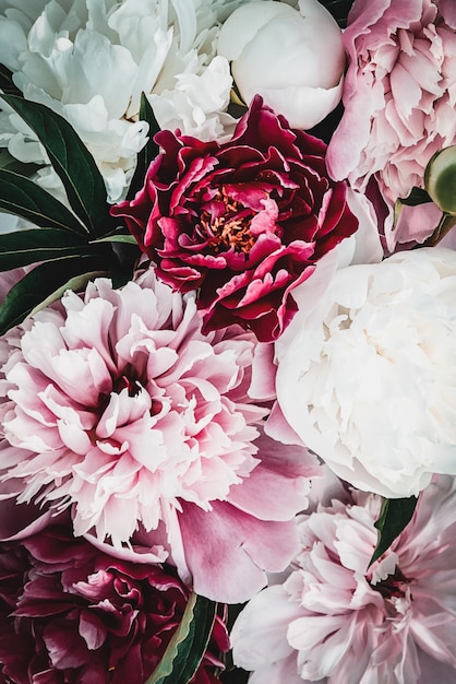 Peonia fiore sfondo fiori estivi bouquet texture vista dall'alto