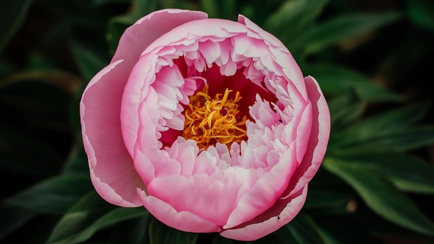 Peonia rosa da vicino