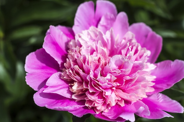 Peonia rosa di fioritura nel giardino.