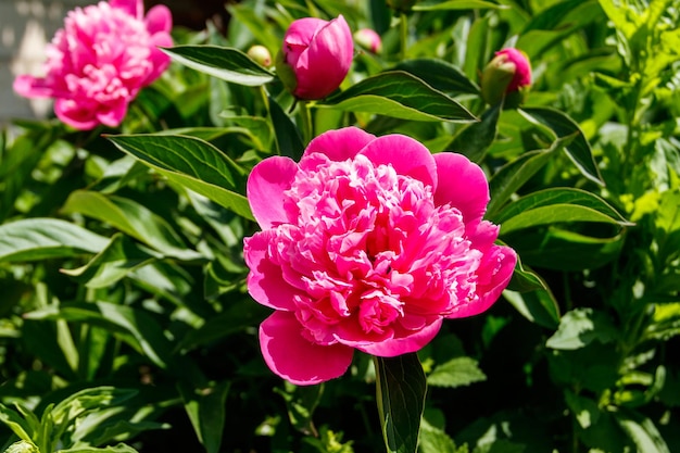 Peonia rosa in giardino