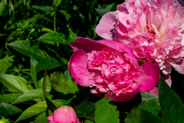 Peonia rosa in giardino