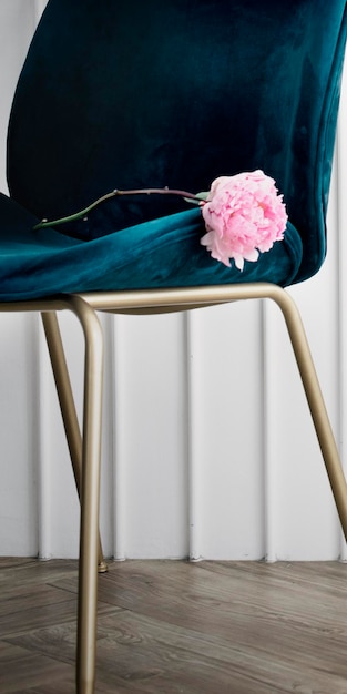 Peonia rosa Sarah Bernhardt su una sedia di velluto blu