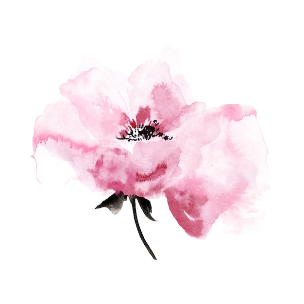 Peonia rosa tenue Fiore singolo Fiore acquerello per la progettazione di biglietti di auguri Invito a nozze