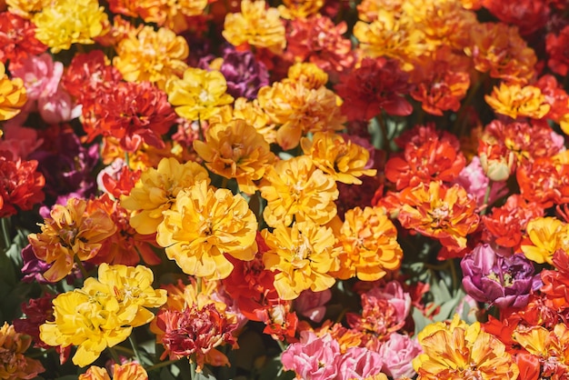 Peonia tulipano di colori misti in una giornata di sole Fiori in fiore di colore giallo rosso arancio e viola