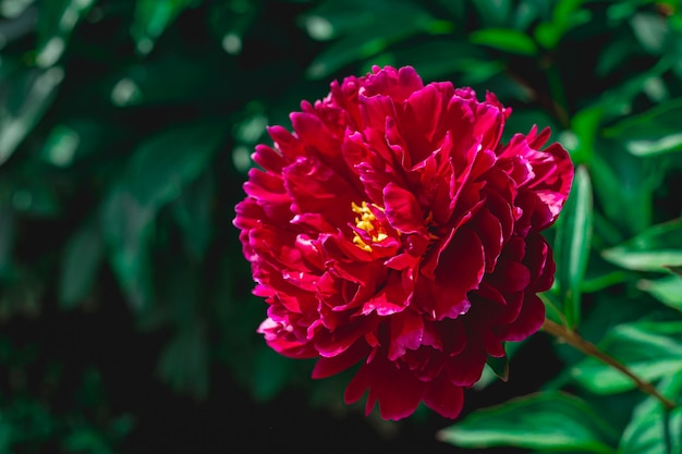 peonia viola scuro close up estate bella grande soffice giardino fiorito borgogna peonia su green