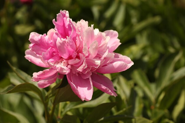 peonia