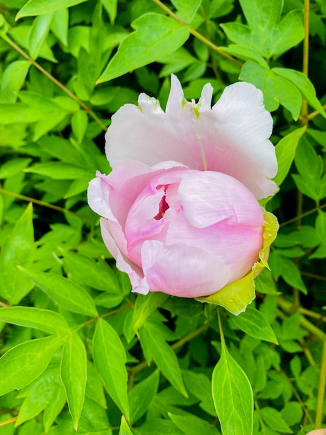 Peonie arboree. bellissimo fiore rosa in giardino