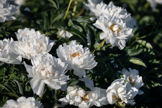 peonie bianche in fiore