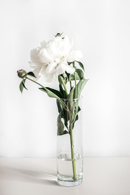 Peonie bianche in un vaso su sfondo bianco