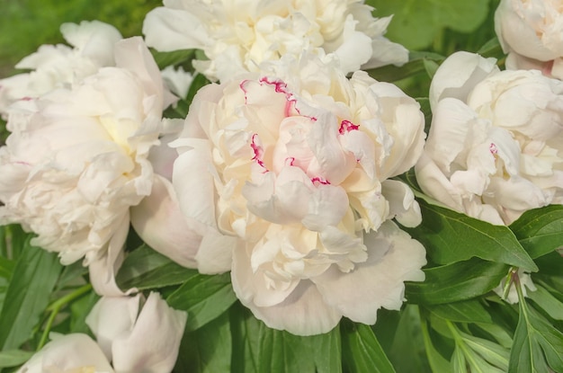 Peonie bianche nel giardino Bellissimo fiore di peonia