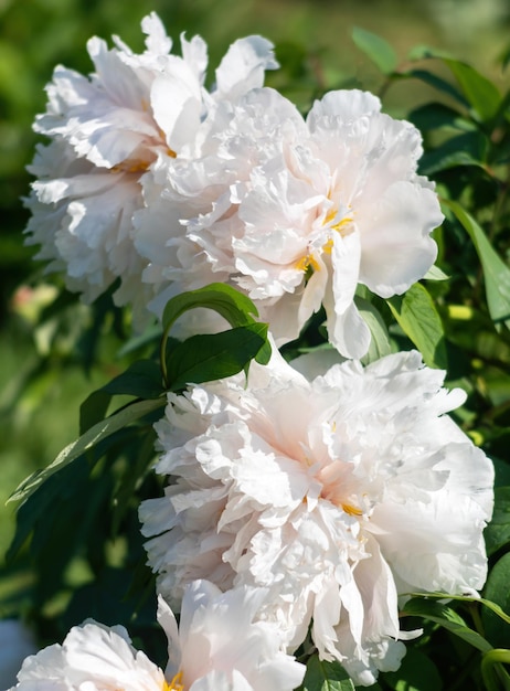 Peonie bianche simili ad alberi in fiore in una giornata di sole primaverile in giardino