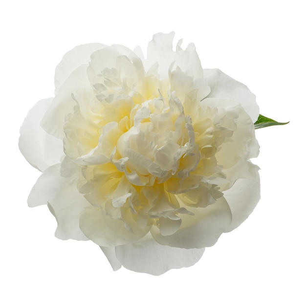 Peonie bianche su uno sfondo bianco